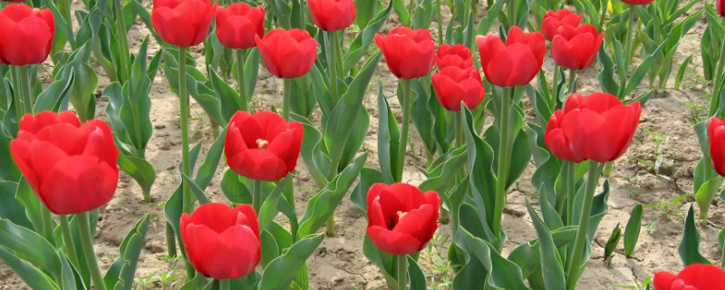郁金香土培的養(yǎng)殖方法 郁金香土培的養(yǎng)殖方法