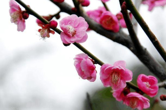 梅花夏季光桿了還能活嗎 梅花夏季光桿了還能活嗎