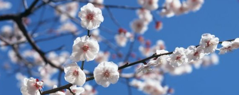 梅花夏季光桿了還能活嗎 梅花夏季光桿了還能活嗎
