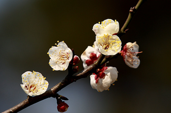 梅花夏季光桿了還能活嗎 梅花夏季光桿了還能活嗎