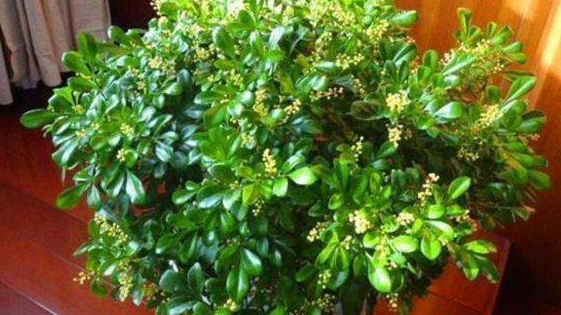 米蘭花葉子發(fā)蔫怎么辦 米蘭花葉子發(fā)蔫怎么辦
