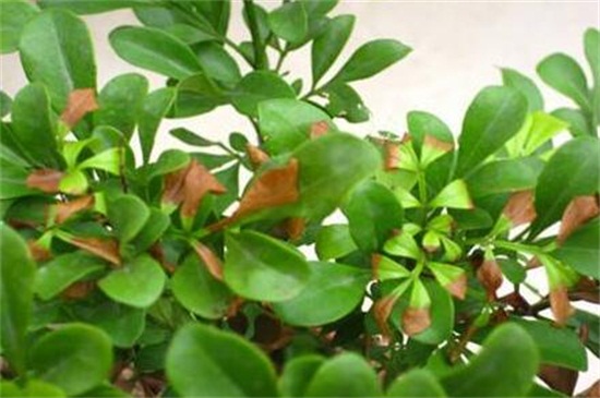 米蘭花葉子發(fā)蔫怎么辦 米蘭花葉子發(fā)蔫怎么辦