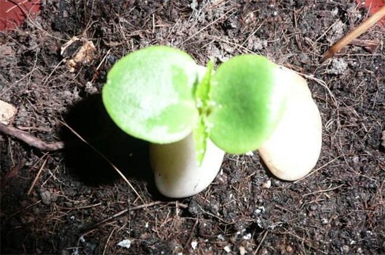 鳳仙花種子發(fā)芽的過程 鳳仙花種子發(fā)芽的過程