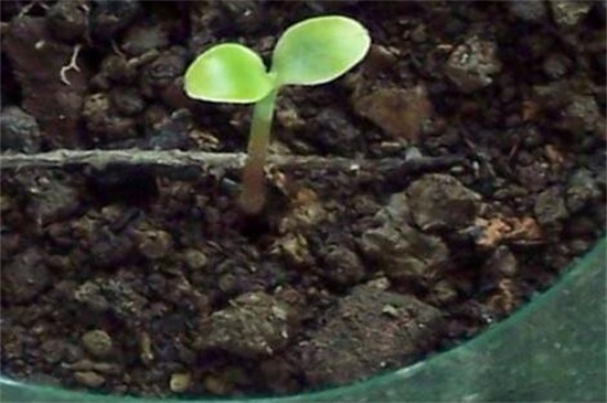 鳳仙花種子發(fā)芽的過程 鳳仙花種子發(fā)芽的過程
