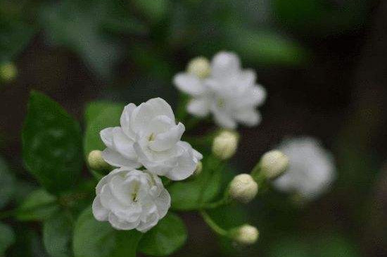 茉莉花葉子發(fā)黃怎么辦 茉莉花葉子發(fā)黃怎么辦