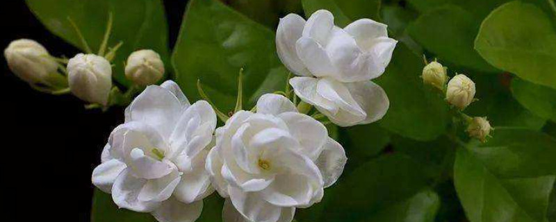 茉莉花葉子發(fā)黃怎么辦 茉莉花葉子發(fā)黃怎么辦