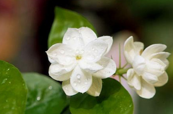 茉莉花葉子發(fā)黃怎么辦 茉莉花葉子發(fā)黃怎么辦