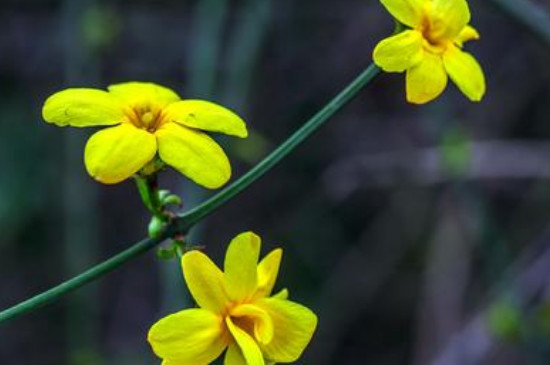 立春的代表花是什么花 立春的代表花是什么花