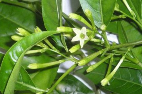 夜來香花的功效 夜來香花的功效