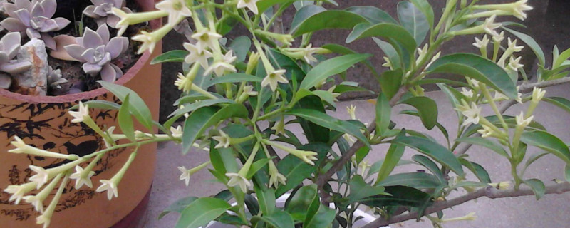 夜來香花的功效 夜來香花的功效