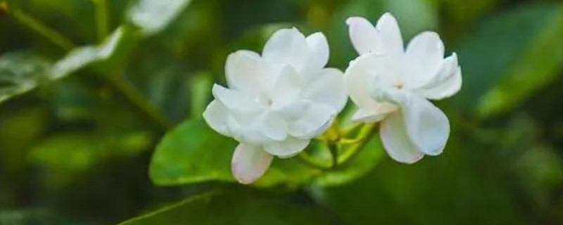 茉莉花夏季的養(yǎng)殖方法和注意事項 茉莉花夏季的養(yǎng)殖方法和注意事項