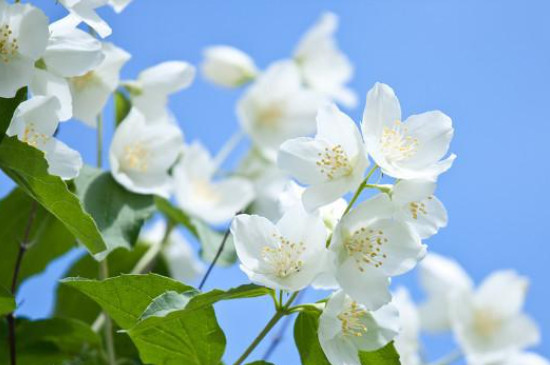 茉莉花夏季的養(yǎng)殖方法和注意事項 茉莉花夏季的養(yǎng)殖方法和注意事項