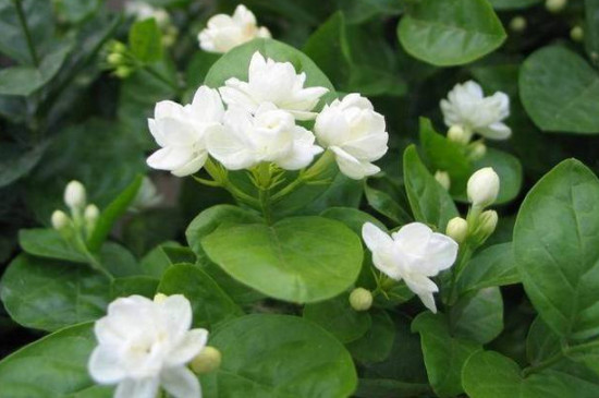 茉莉花夏季的養(yǎng)殖方法和注意事項 茉莉花夏季的養(yǎng)殖方法和注意事項