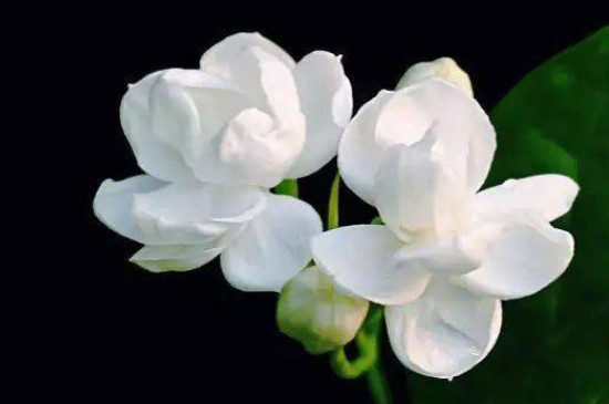 茉莉花夏季的養(yǎng)殖方法和注意事項 茉莉花夏季的養(yǎng)殖方法和注意事項