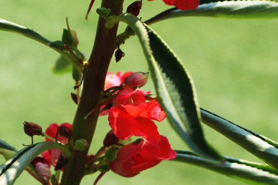 鳳仙花的莖屬于什么 鳳仙花的莖屬于什么