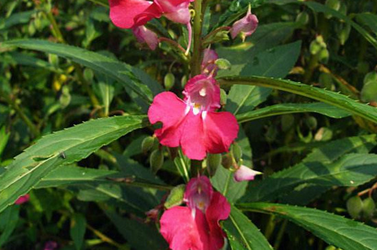 鳳仙花的莖屬于什么 鳳仙花的莖屬于什么