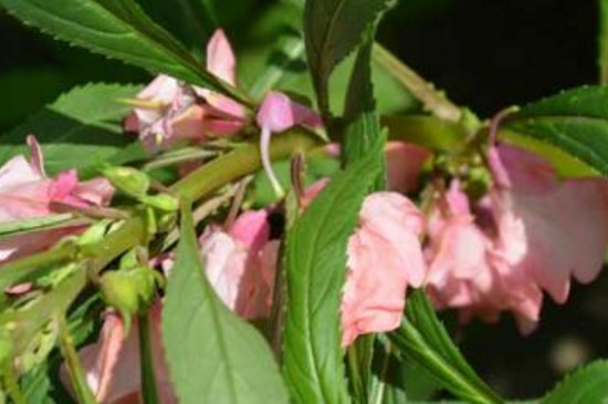 鳳仙花的莖屬于什么 鳳仙花的莖屬于什么