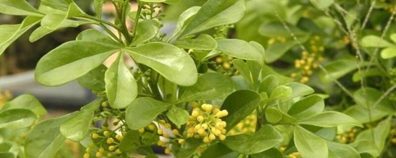 米蘭花葉子上有斑點 米蘭花葉子上有斑點