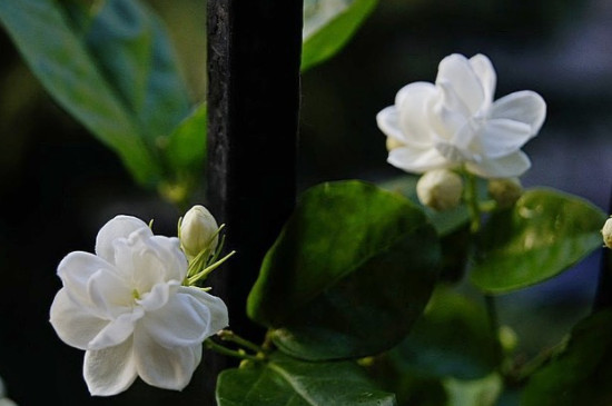 茉莉的養(yǎng)殖方法及修剪 茉莉的養(yǎng)殖方法及修剪