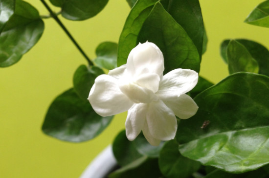 茉莉的養(yǎng)殖方法及修剪 茉莉的養(yǎng)殖方法及修剪