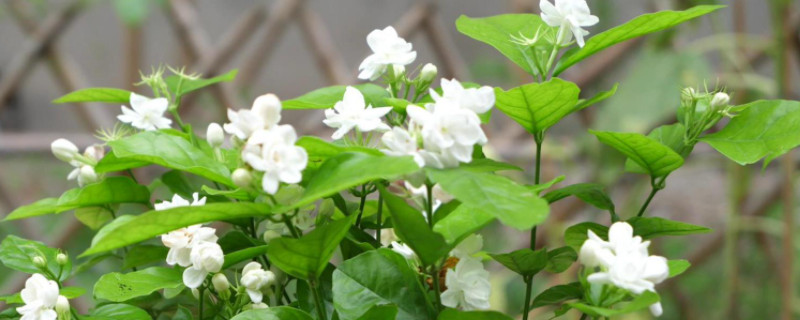茉莉的養(yǎng)殖方法及修剪 茉莉的養(yǎng)殖方法及修剪