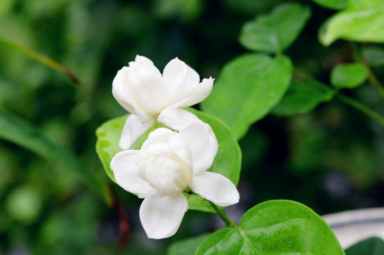 茉莉的養(yǎng)殖方法及修剪 茉莉的養(yǎng)殖方法及修剪