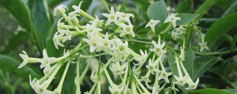 夜來香花語 夜來香花語