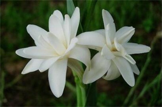 夜來香花語 夜來香花語