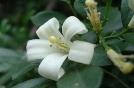 夜來香花語 夜來香花語