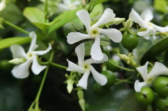 風(fēng)車(chē)茉莉的養(yǎng)殖方法和注意事項(xiàng)有哪些 風(fēng)車(chē)茉莉的養(yǎng)殖方法和注意事項(xiàng)有哪些