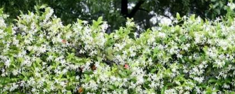 風(fēng)車(chē)茉莉的養(yǎng)殖方法和注意事項(xiàng)有哪些 風(fēng)車(chē)茉莉的養(yǎng)殖方法和注意事項(xiàng)有哪些