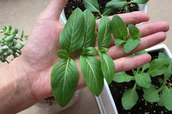 牽牛花怎么摘心圖解