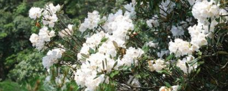 猴頭杜鵑與鹿角杜鵑的區(qū)別 猴頭杜鵑與鹿角杜鵑的區(qū)別