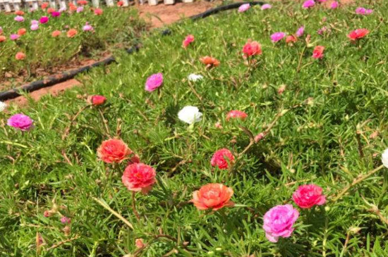 宿根太陽花能養(yǎng)幾年 宿根太陽花能養(yǎng)幾年