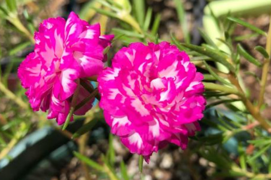 宿根太陽花能養(yǎng)幾年 宿根太陽花能養(yǎng)幾年