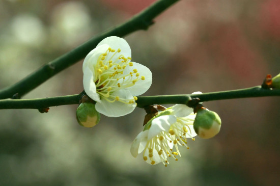 綠梅花的花語和寓意 綠梅花的花語和寓意
