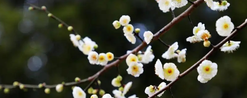 綠梅花的花語和寓意 綠梅花的花語和寓意