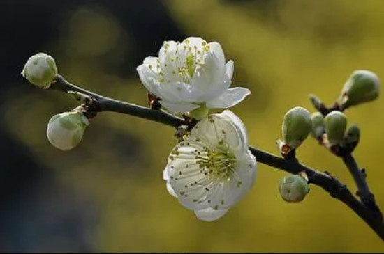 綠梅花的花語和寓意 綠梅花的花語和寓意