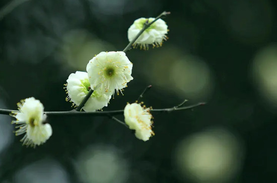 綠梅花的花語和寓意 綠梅花的花語和寓意