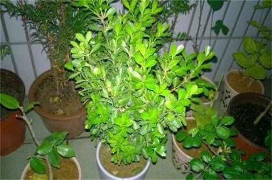米蘭花有哪些蟲害，地老虎需剪根換土灌澆藥劑