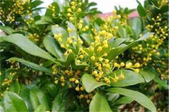 米蘭花有哪些蟲害，地老虎需剪根換土灌澆藥劑