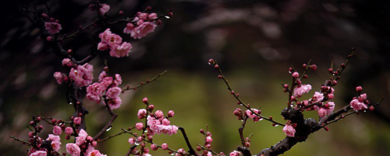 梅花特點(diǎn)與象征意義 梅花特點(diǎn)與象征意義