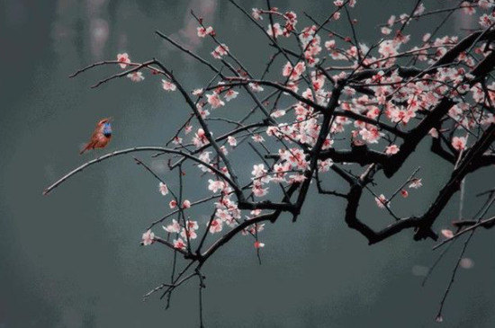梅花特點(diǎn)與象征意義 梅花特點(diǎn)與象征意義