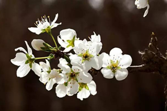 梅花特點(diǎn)與象征意義 梅花特點(diǎn)與象征意義