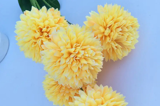 黃色繡球花的花語(yǔ) 黃色繡球花的花語(yǔ)