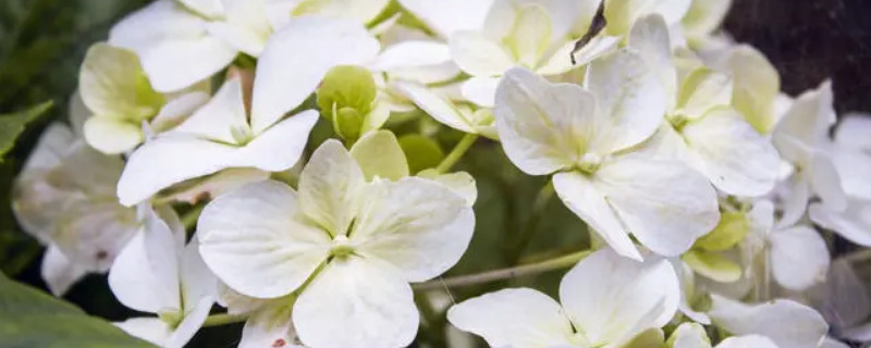 黃色繡球花的花語(yǔ) 黃色繡球花的花語(yǔ)