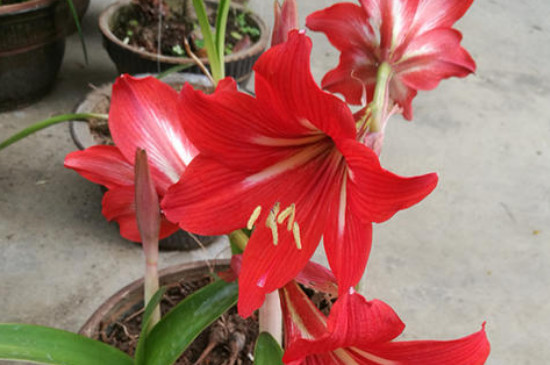 朱頂紅有毒嗎 適合室內養(yǎng)嗎 朱頂紅有毒嗎 適合室內養(yǎng)嗎