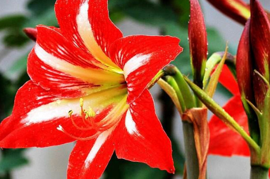 朱頂紅有毒嗎 適合室內養(yǎng)嗎 朱頂紅有毒嗎 適合室內養(yǎng)嗎
