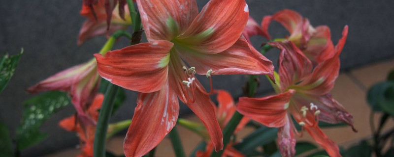 朱頂紅有毒嗎 適合室內養(yǎng)嗎 朱頂紅有毒嗎 適合室內養(yǎng)嗎