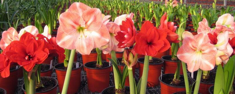 朱頂紅適合室內(nèi)養(yǎng)殖嗎 朱頂紅適合室內(nèi)養(yǎng)殖嗎